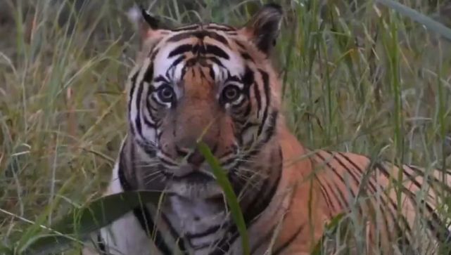 valmiki tiger reaserve