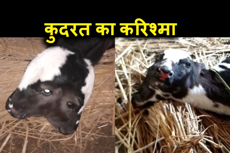 kabhi dekha hai 2 sir wala bachda