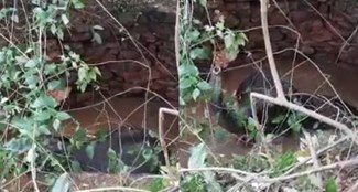 The 'battle' of life; baby elephant fell in well Rescue team leaves on information of villagers
