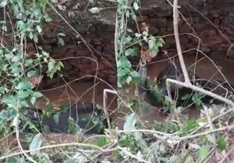 The 'battle' of life; baby elephant fell in well Rescue team leaves on information of villagers
