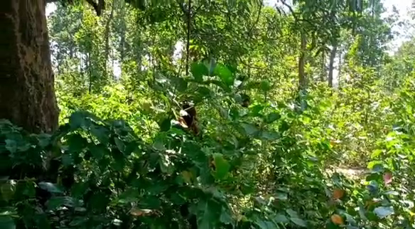 MAHILA KA TREE ME JULTA MILA SAV
