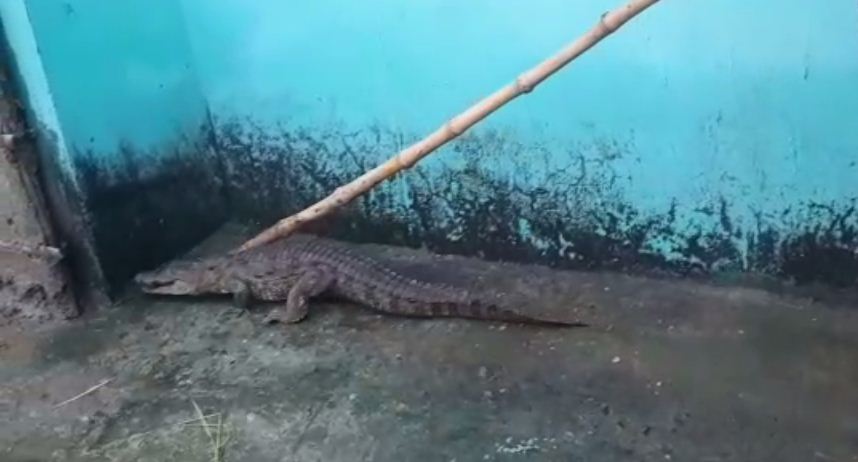 achanak ghar me ghus aaya magarmachh 