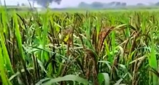Farmers cultivating black paddy