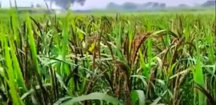 Farmers cultivating black paddy
