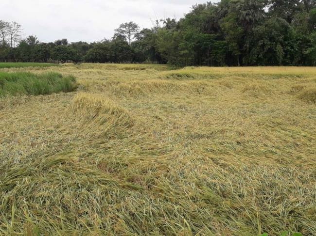 Bagaha: Crop ruined due to unseasonal rain