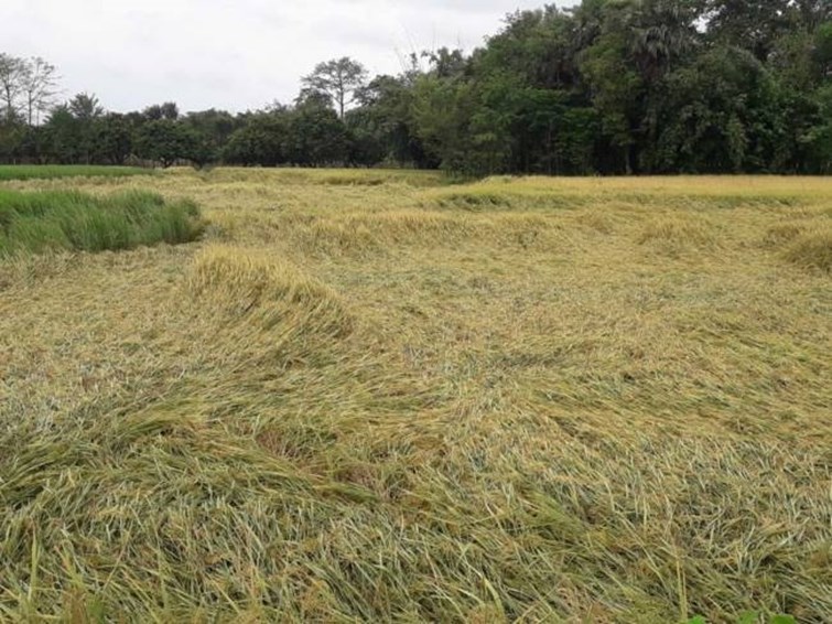 Bagaha: Crop ruined due to unseasonal rain