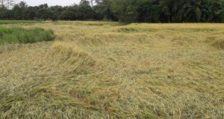 Bagaha: Crop ruined due to unseasonal rain