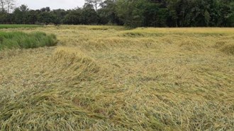 Bagaha: Crop ruined due to unseasonal rain
