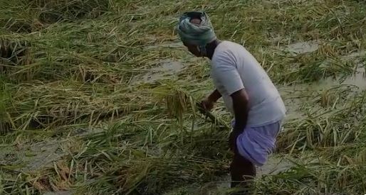 kisanon ki ummedon par barish ne fera qani 