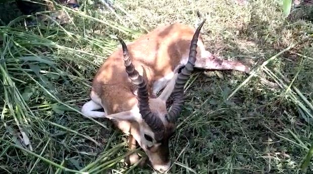 bihata me ghayal awastha me mila kala hiran 