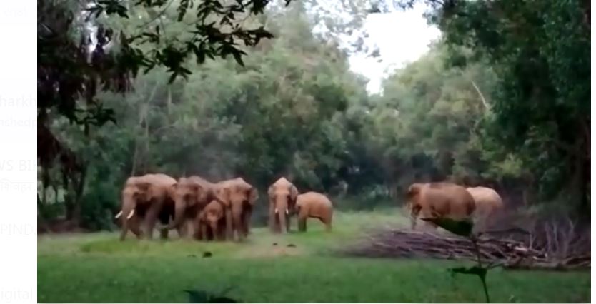 jangali hathiyo ka aatank 