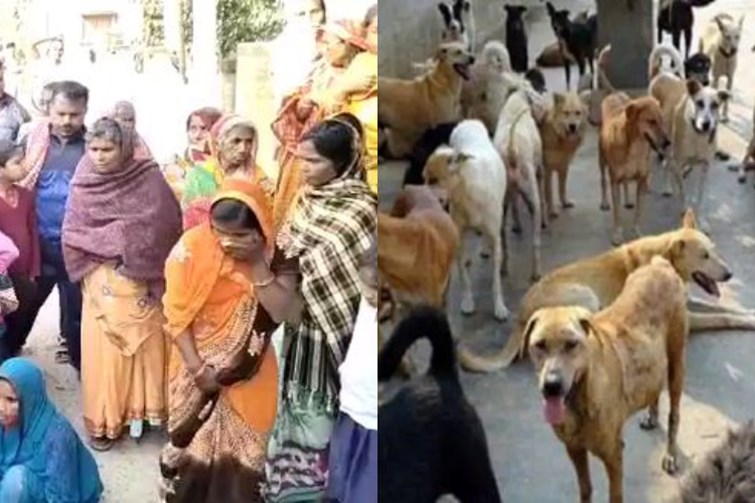 begusarai me aawara kutton ka aatank 