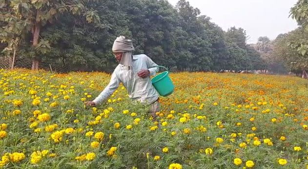 genda fool ki kheti ne badli kismat 