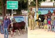 farmer tied his cow in front of begusarai dm office.