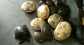 27 TORTOISE RECOVERED FROM GONDA ASANSOL EXPRESS,SMUGGLER ABSCONDING.