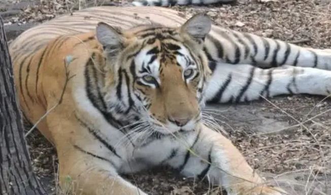 vtr me bagh shawak ka shikar 