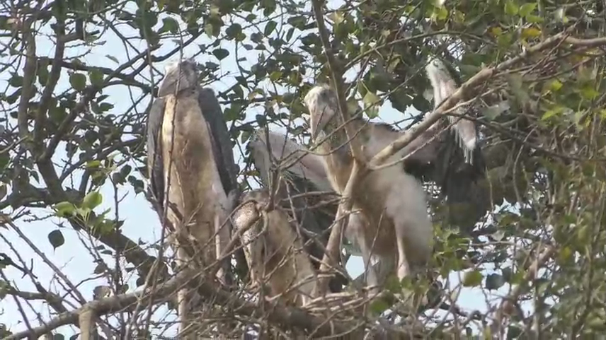 bhgalpur bana eagles ka sabse bara basera