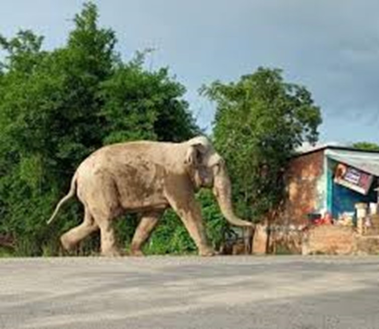 jangli elephant ne machaya utpat,ratjaga kar rahe hai public