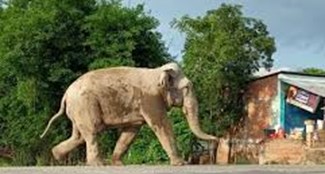 jangli elephant ne machaya utpat,ratjaga kar rahe hai public