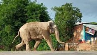 jangli elephant ne machaya utpat,ratjaga kar rahe hai public