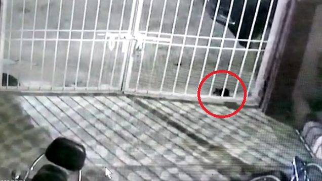 10 second me paltu kutte ne toda dam 