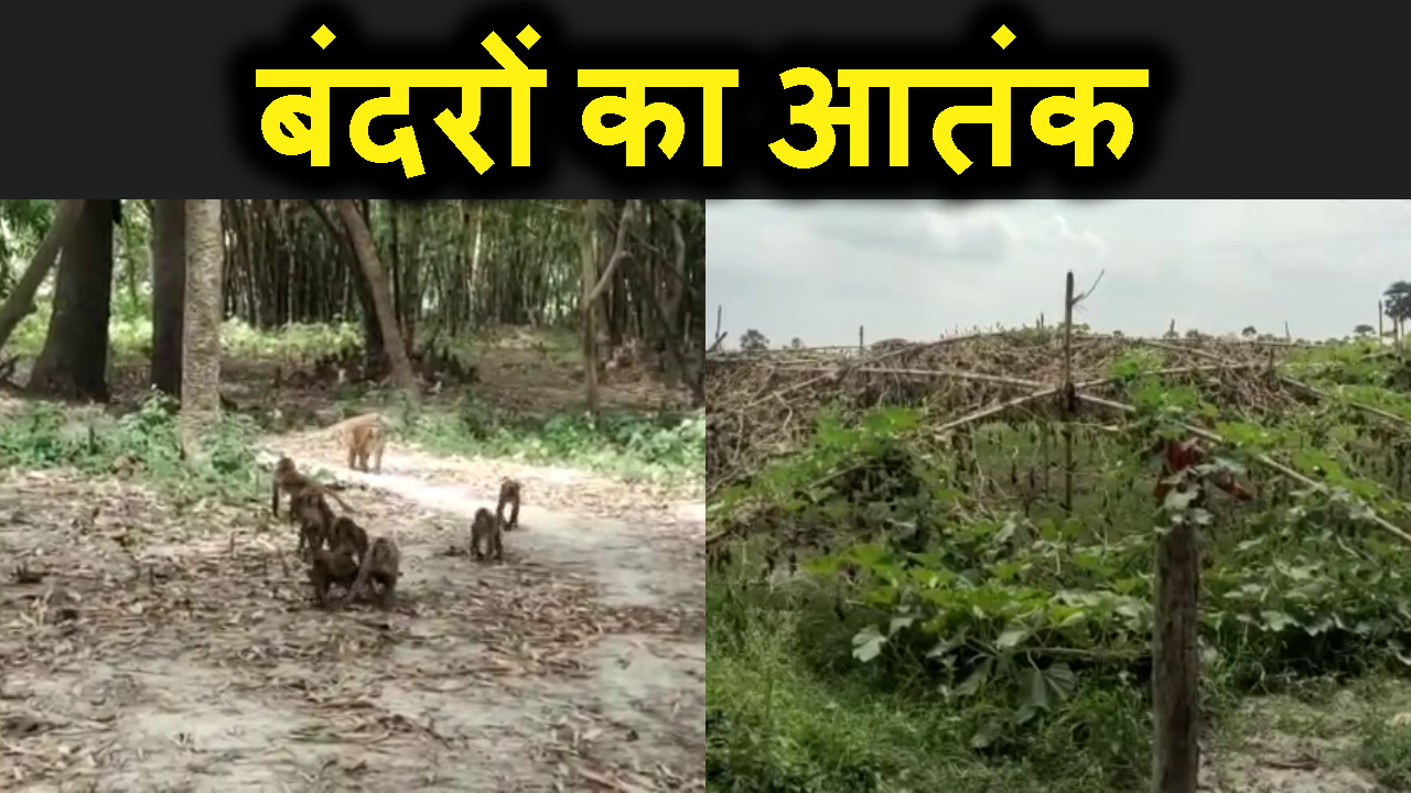 begusarai monkeys terror