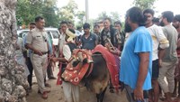 three suspected arrested with basha ox  in munger