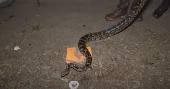 somwari ke din nikla vishalkaay ajgar 