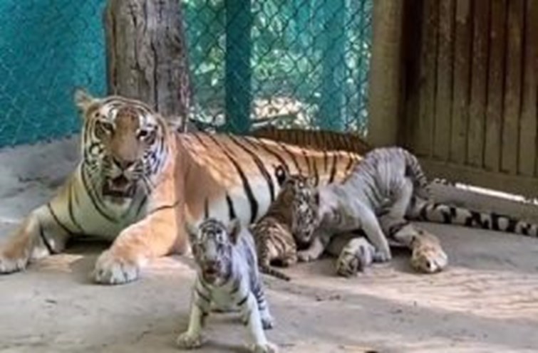 new tigers in pata zoo.