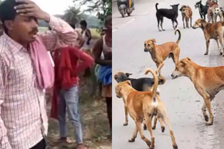 aadamkhor kutton ne li mahila ki jaan