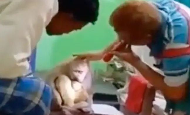 bandar apne bachche ko lekar pahucha asptaal 