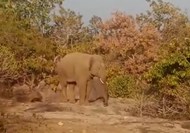 jungli elephant se pareshan gramin