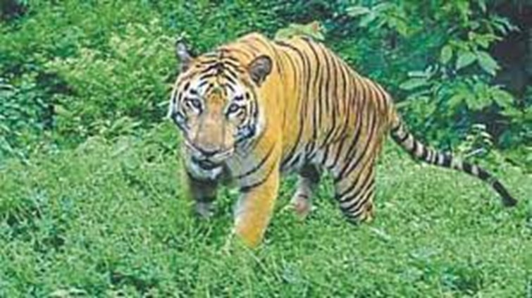 dosto ke saath tiger dekhne pahuche yovak ko tiger ne hi sikar banaya.