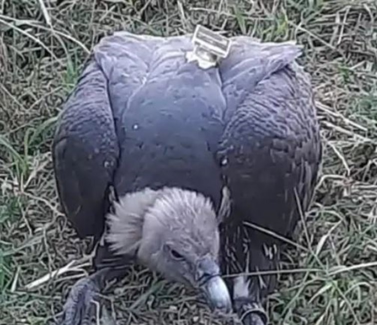 gps fitted vulture found in darbhanga village.