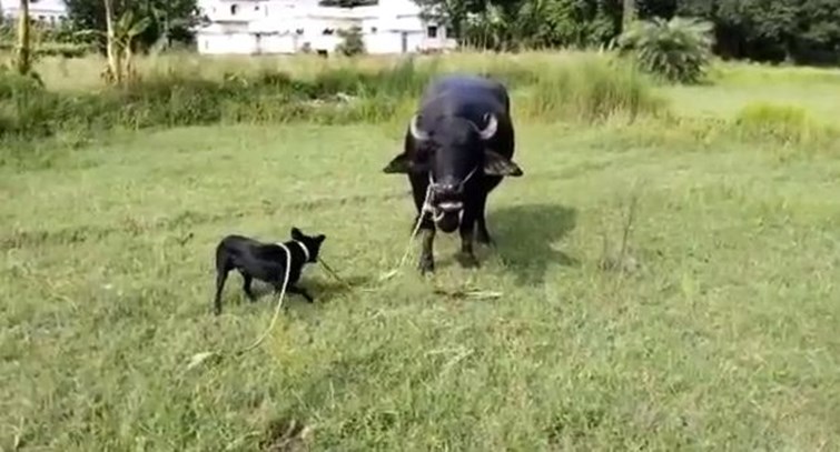 kutte ne utha li bhais ki jimmedari 