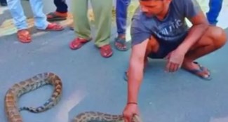 python found in jamui created stir