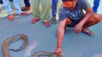 python found in jamui created stir