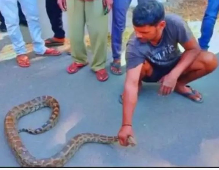 python found in jamui created stir