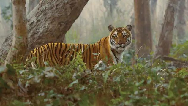 VTR me aadamkhor bagh ka kahar 