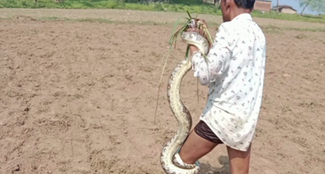 young man caught by python snake in jharkhand.