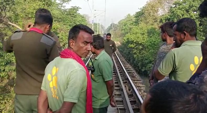 balmiki tiger reserve me train se kat kar tendua ki maut 