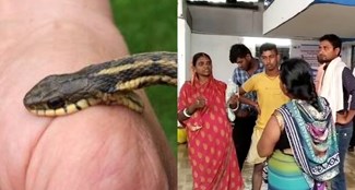 Family members reached the hospital with a snake along with the patient. Stampede