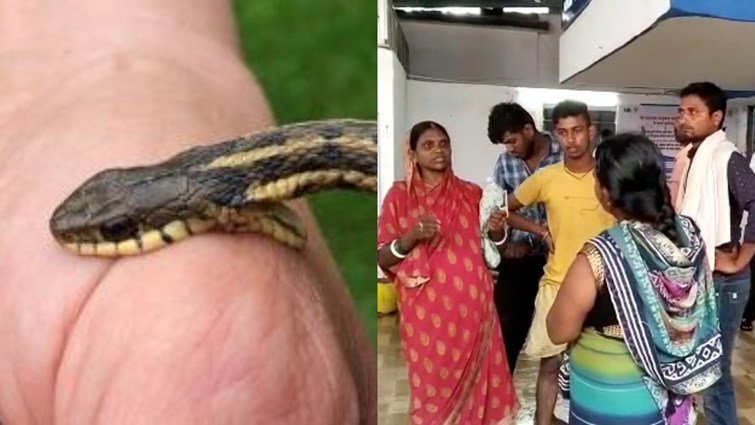Family members reached the hospital with a snake along with the patient. Stampede