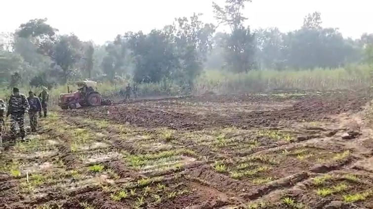 Illegal poppy cultivation on three acres of forest land destroyed