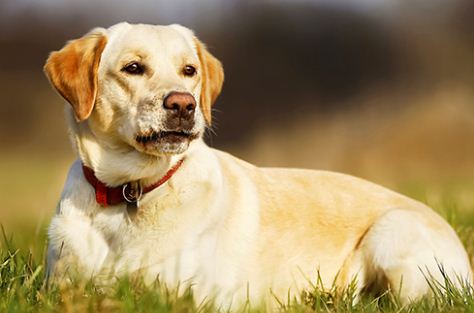 banaiye mere dog ka jati praman patra 