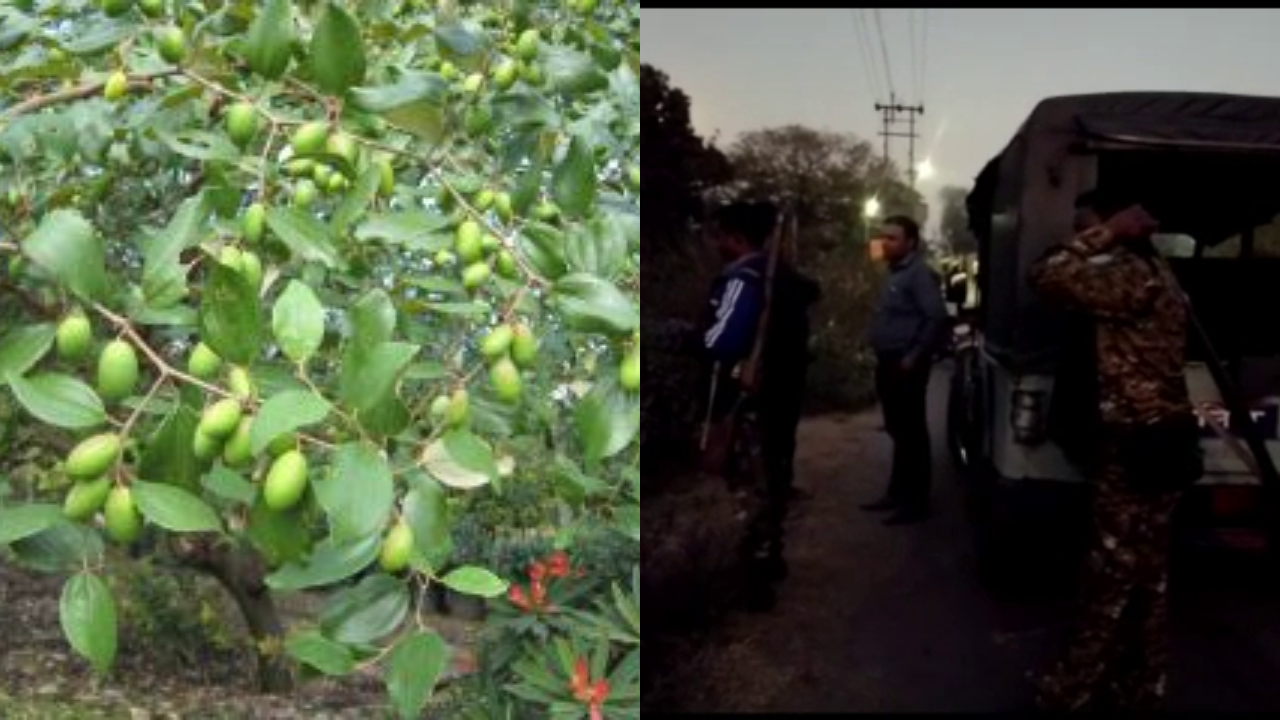 breaking four children who went to pick plums in dhanbad became victims of a bomb blast.