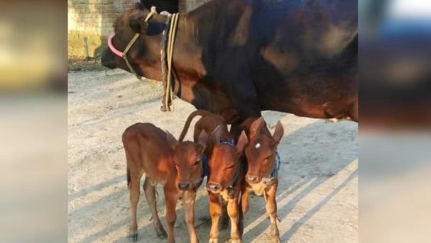 kudrat ka karishma dekh log hairaan 