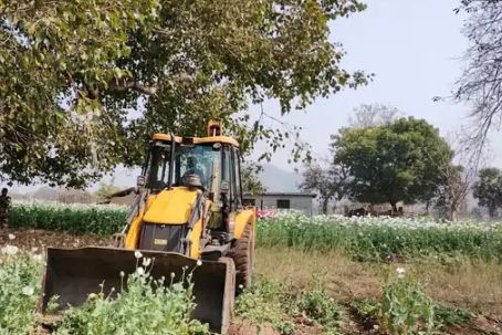 safed fool ka kala khel 