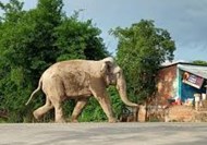 jharkhand me elephant ka aatank.