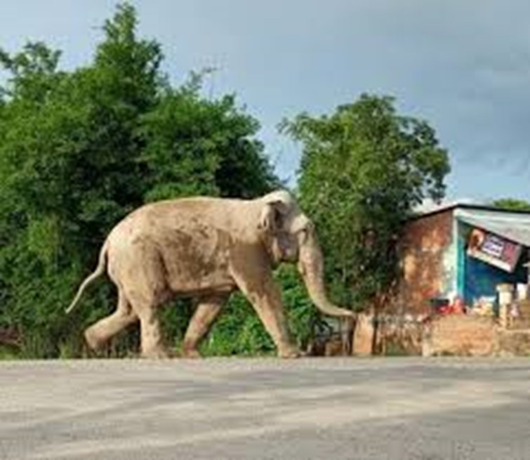 jharkhand me elephant ka aatank.